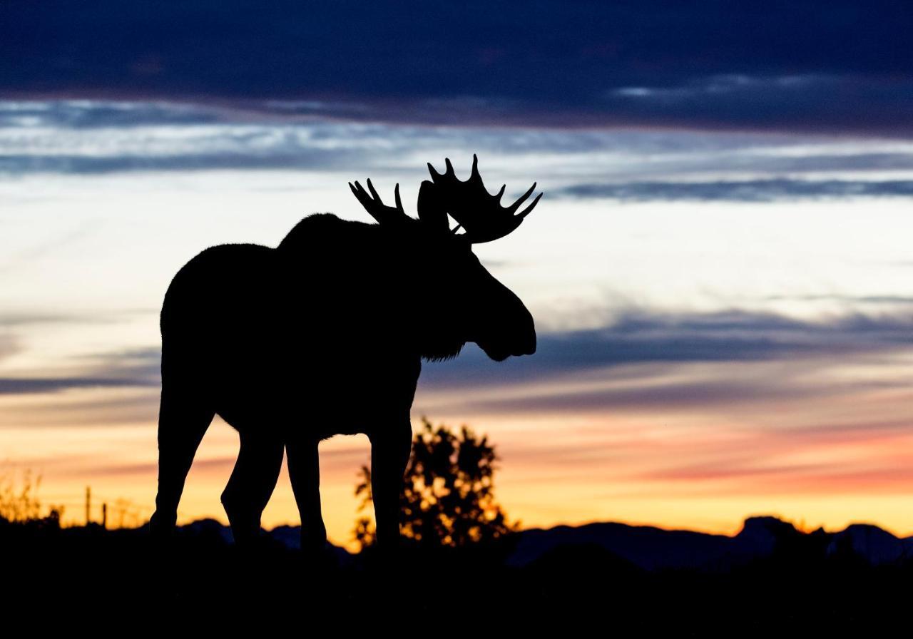 Wildlife Panorama Lofoten Bostad Eksteriør billede