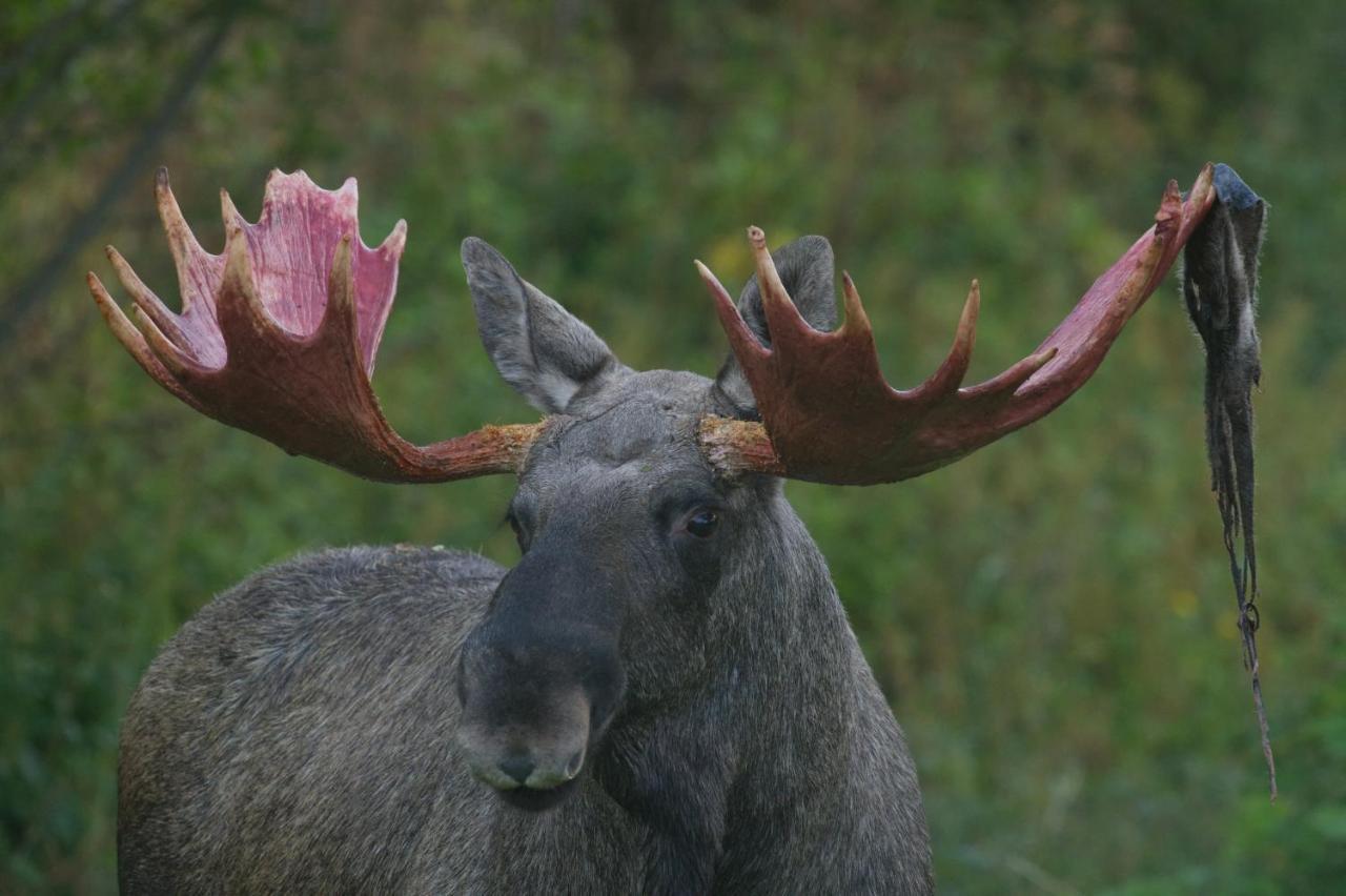 Wildlife Panorama Lofoten Bostad Eksteriør billede
